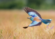 开云-蓝色海岸的逆袭，尼斯加时鏖战终结潘帕斯雄鹰传奇