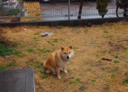 开云体育app-当芬兰在FIFA虚拟绿茵制霸沙特，久保建英用现实足球接管世界排名的战争