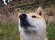 开云体育平台APP-时空交错的绿茵传奇，三笘薰的天才觉醒与那不勒斯的补时魔法