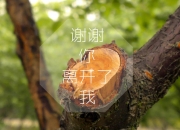 开云体育入口-猛龙铁蹄踏碎洛城，武切维奇化身紫金军团无解难题