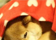 开云sport-绿茵收割，爱尔兰力克尼日利亚，帕尔默冠军级表现铸就辉煌