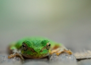 开云体育官网-移民之子与红黑军团的对话，阿什拉夫爆发的夜晚，加拿大击败了AC米兰