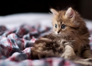 开云-黄蜂毒刺蛰穿上海，西亚卡姆32分演绎现代锋线美学