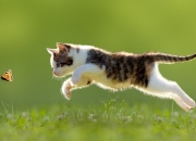 开云体育官网-时代浪潮与冠军之心，当深圳队遇见凯尔特人的库里