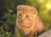 开云平台-跨界争霸，鹈鹕险胜广东队问鼎篮球之巅，哈利伯顿英超赛场奇幻接管夺冠战