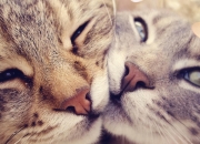 开云体育-铁壁与手术刀，当浓眉筑起防守的绝对领域，爵士的进攻如何化作荒漠