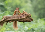 开云体育官网-跨越大陆的救赎，富安健洋在皇马与几内亚的友谊赛中重铸荣耀