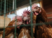 开云体育-冰火对决，国王险胜深圳，英格拉姆末节封神