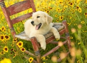 开云体育中国-鹈鹕狂潮席卷汽车城，武切维奇在年度焦点之战展统治力