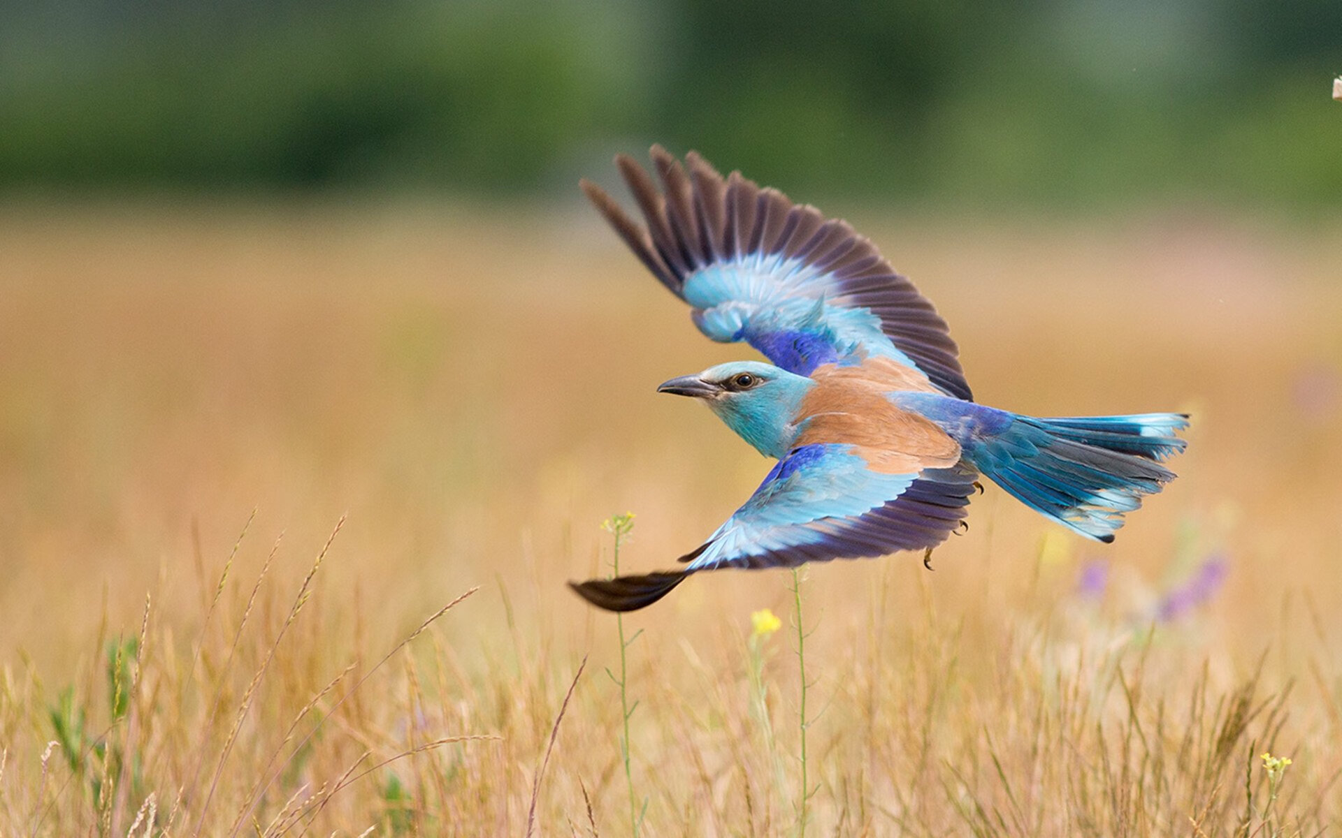 蓝色海岸的逆袭,尼斯加时鏖战终结潘帕斯雄鹰传奇