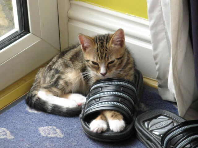 数据与激情，当F1揭幕战之夜遇上大场面先生哈兰德