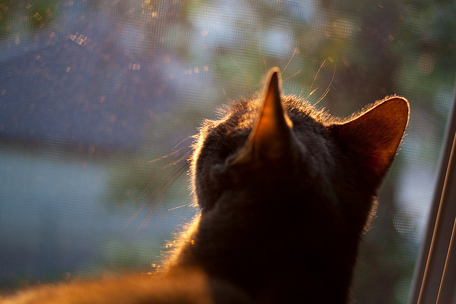 绿茵场上的赋格曲，当亚特兰大绞杀巴萨，与贝林厄姆的节奏美学