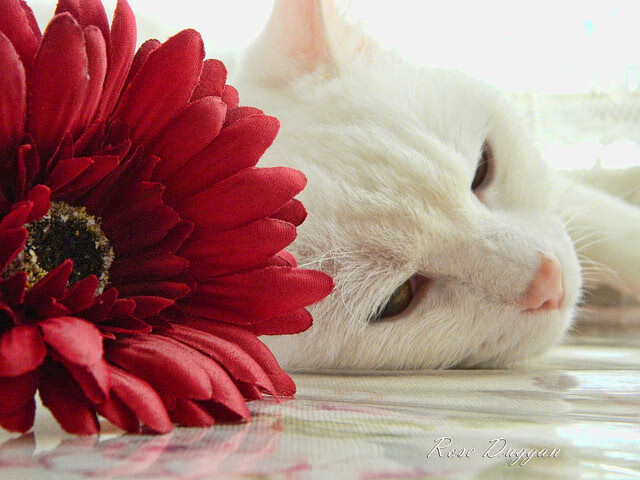 改写剧本之夜，马德里竞技3-0奥地利，基米希导演战术革命