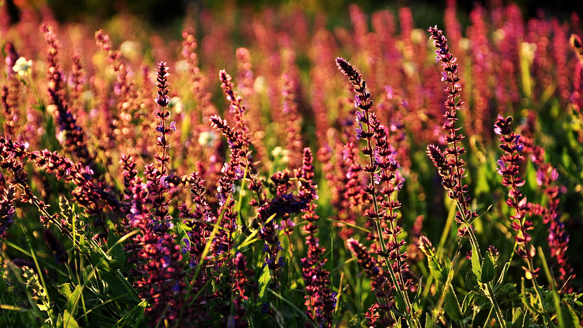 冰与火之歌，当巴萨铁骑碾碎冰岛童话，迪马利亚用魔杖接管世界权杖争夺战