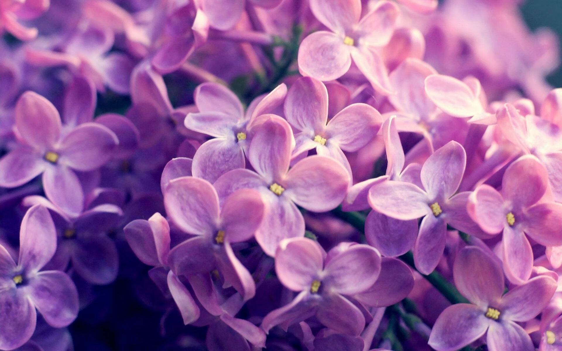 双重奏，弗拉霍维奇的统治级数据与德国队的完胜宣告