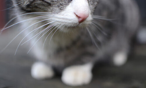 苏格兰爆冷奥地利，无名坎特如何撕裂欧洲足坛的傲慢