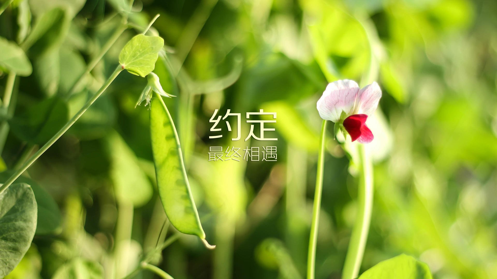 逆锋之刃,2026世界杯G组,吉鲁的英格兰诅咒与西班牙的宿命对决